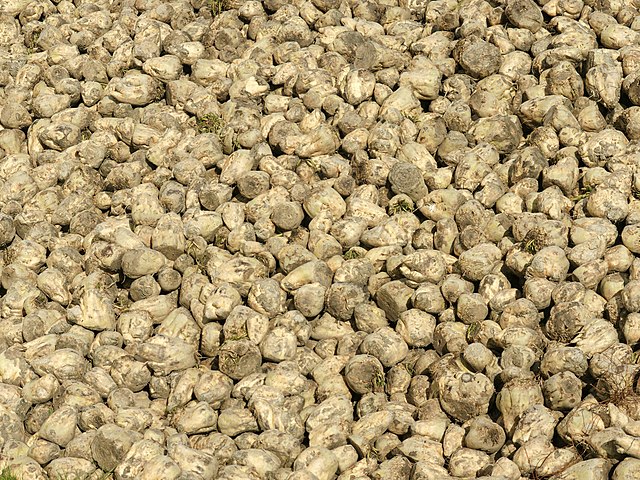 Sugar beet roots: Credit, Wikimedia Commons Beet sugar turns bearish with prices in Europe at break even
