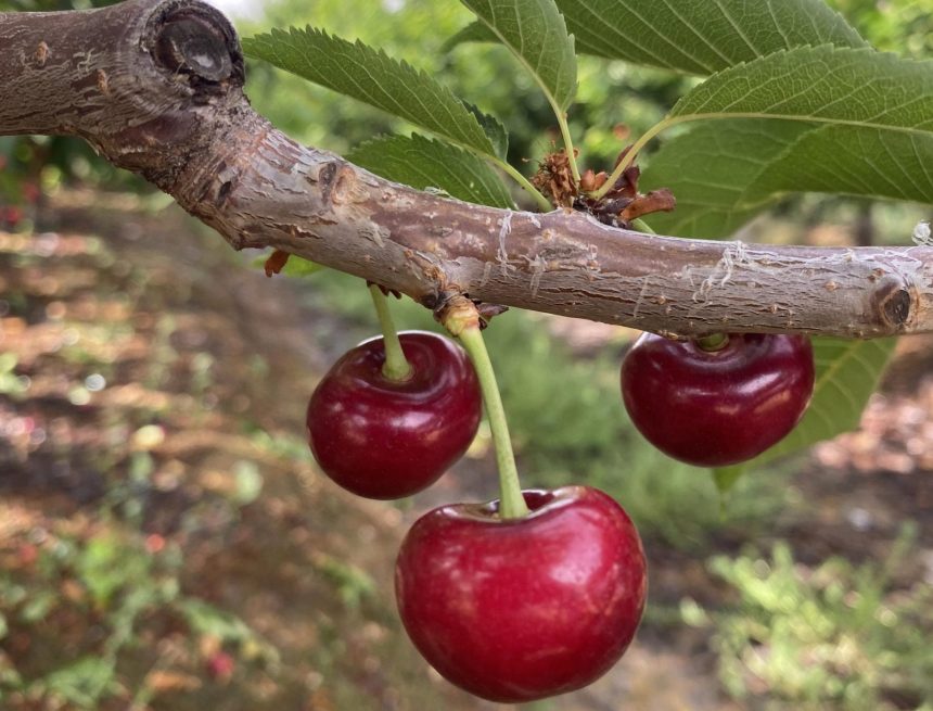 Cherry orchard (c) Tru-Cape The South African cherry industry optimistic despite frost: “we are marketing our early cherry varieties in a favourable window”