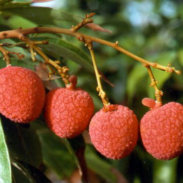 Aussie lychees in a China state of mind