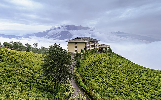Northeast India tea growers stand at extensive imports crossroads