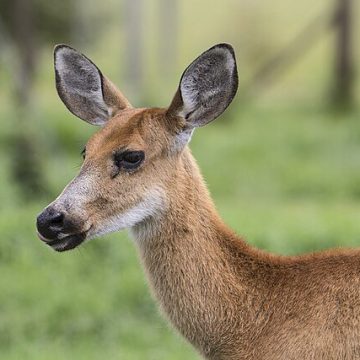 Deer hunt wraps up across the States