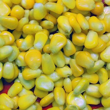 Corn and soy turn slightly bullish a week after WASDE