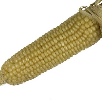 Brazil ups 2024-25 corn production estimate by 8% y-o-y