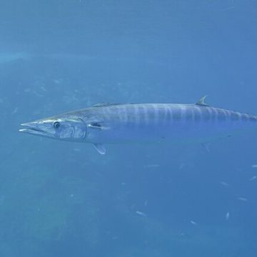 Wahoo fishing gears up with a Cayman Islands’ showdown