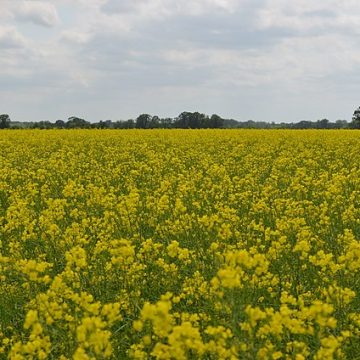 The Trial of a Superchemical: Inside Bayer’s Billion-Dollar Battle Over the Soul of Modern Farming