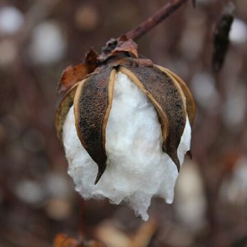 The Punjab cotton redemption plan targets 28,000 more hectares