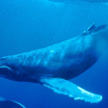 Humpback whale recreates Jonah moment in Chile: the bigger picture