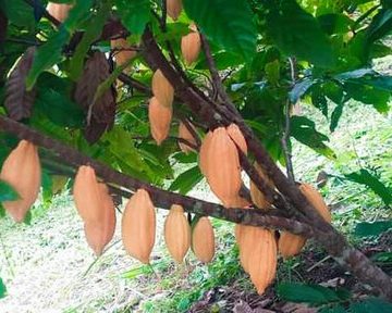 West Papua makes a cocoa comeback after decline