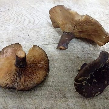 Mushroom production in Zambia gains economic traction