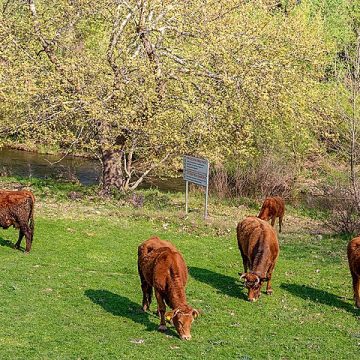 Livestock farming in Greece under EU’s subsidy microscope