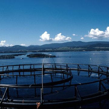 Aussie salmon lovers mull on eating fish from Tasmania