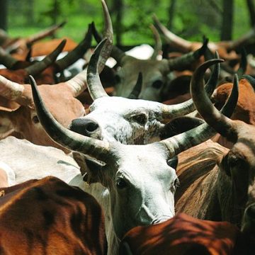 Ethiopia almost doubles milk production in 36 months