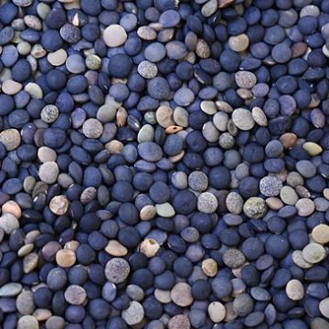 The India MSP program procures multi-million tonnes of spring legumes