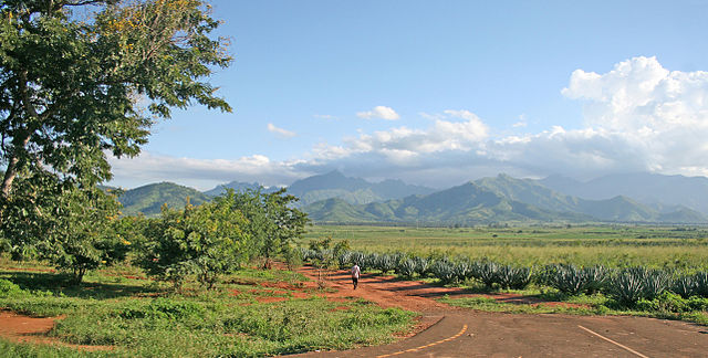 Sisal plantation, off Mt Uluguru in Tanzania: Credit, Wikimedia Commons TZ ends agricultural embargo on two SADC members