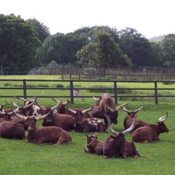 The Uganda live cattle price grows stiff-lipped 