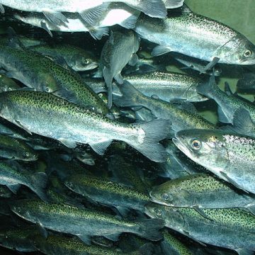 Salmon fisheries in California reopen for recreational harvest only