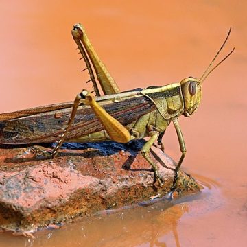 Locust alerts bear on northwest and southwest Africa