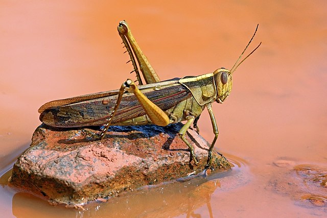 Typical garden locust (Acanthacris ruficornis): Credit, Wikimedia Commons Locust alerts bear on northwest and southwest Africa