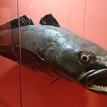 Chilean sea bass to get costlier after U.S. judge upholds import ban