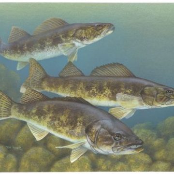 Walleye fishing in Minnesota a big hit during maiden run