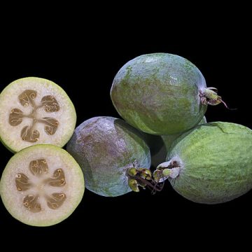 Feijoa fruit dearer to New Zealand than kiwi
