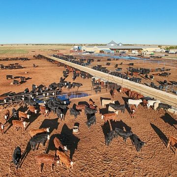 Live animal imports from Mexico into U.S. halt again from screwworm 