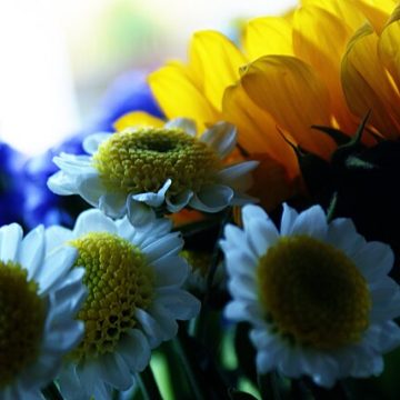 Italy scores 5% floriculture export growth before tariffs