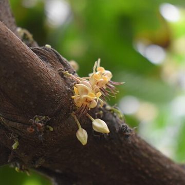 Cultured cocoa from California could revolutionize chocolate markets