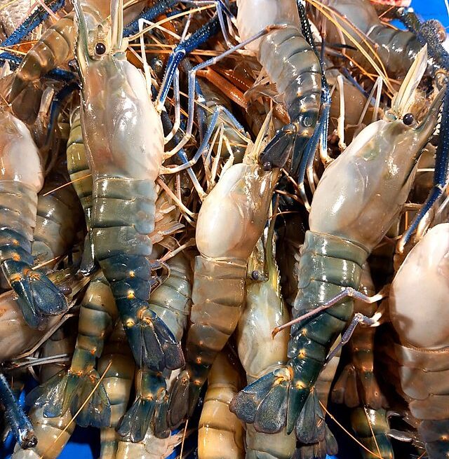 Prawns in Kolkata, India: Credit, Wikimedia Commons Lamb for prawns: monumental India-UK trade deal dawns