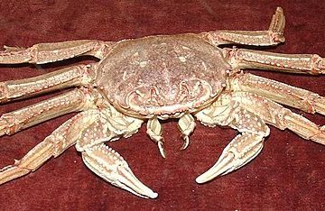 Rock crab fisheries in California end decade-long closure