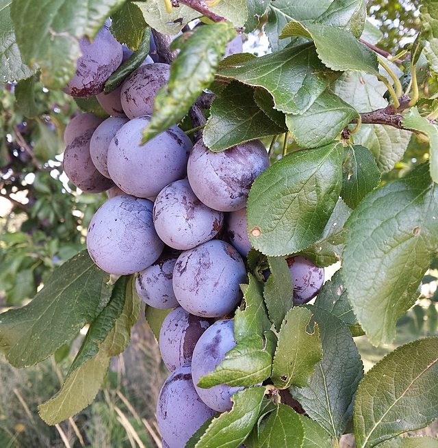 Plums/prunes: Credit, Wikimedia Commons Prunes from South Africa modestly navigating high demand