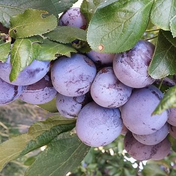 Prunes from South Africa modestly navigating high demand 