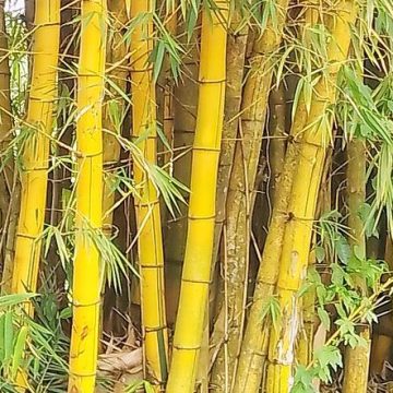 Uganda farms bamboo into economic empowerment