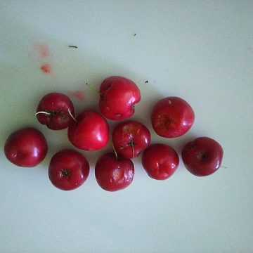 Indian Kashmir cherries make maiden shipments to UAE, Saudi