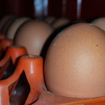 Retail eggs shed $1 month-on-month in the U.S.