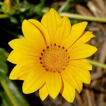 Gazania ornamental flower turning south Australia into a costly jungle  