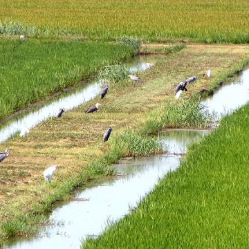 Rice and Risotto in Italy impacted by flamingos