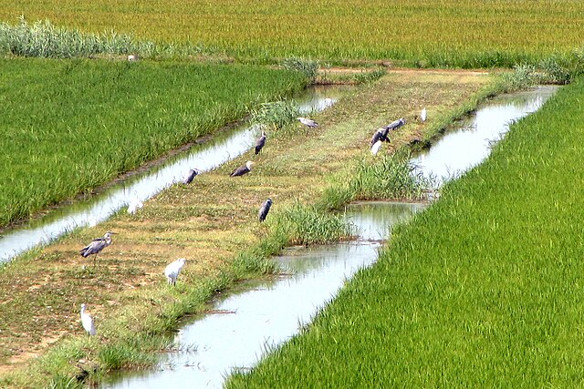 Rice and Risotto in Italy impacted by flamingos