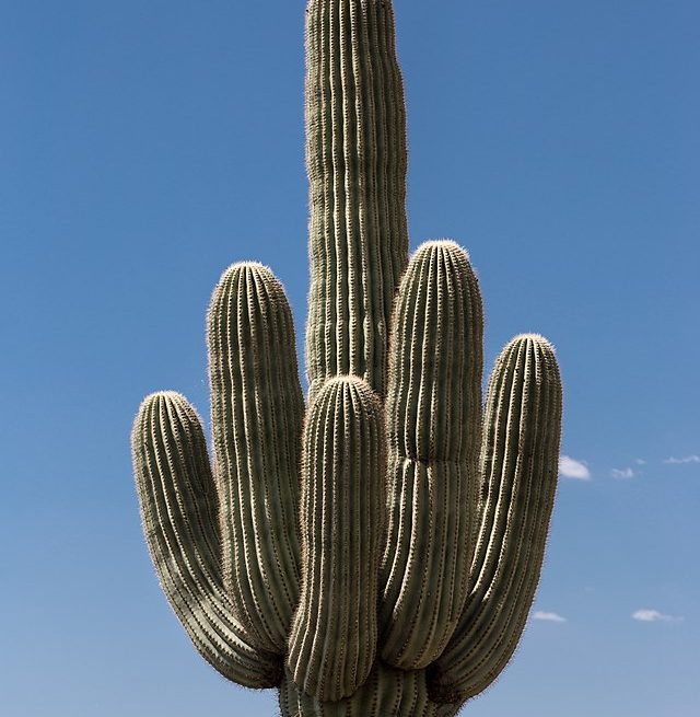 Carnegiea gigantea or Sahuaro or Saguaro: Credit, Wikimedia Commons Saguaro cactus harvest kickstarts brand new year in wild Arizona