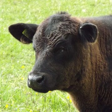 Bred calves, Mexico border closure push U.S.’ cattle values except beef