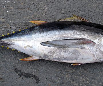 Tuna fisheries in Malaysia regulate international boats with e-PSM system 