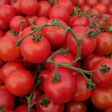Tomato market in the United States about steady fall 2025