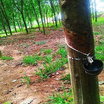 Global rubber prices slide amid trade chess of many stakes