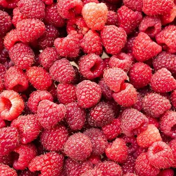 A Serbia raspberry hub takes climate toll in its stride