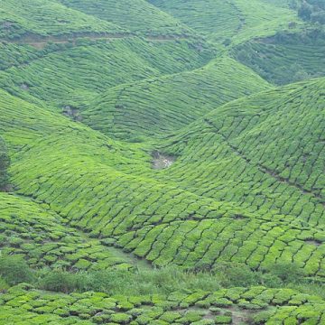 The Malaysia coffee and palm oil sectors fast-track EU’s anti-deforestation deadline