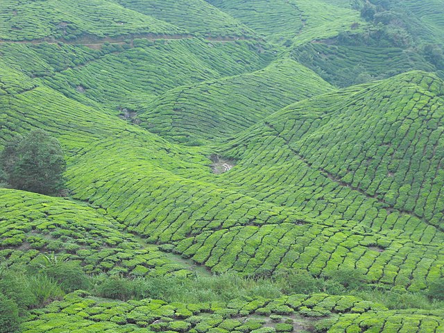 The Malaysia coffee and palm oil sectors fast-track EU’s anti-deforestation deadline