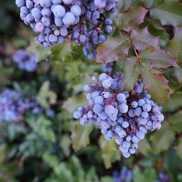 The Zimbabwe blueberry export niche slowly lionizing China market