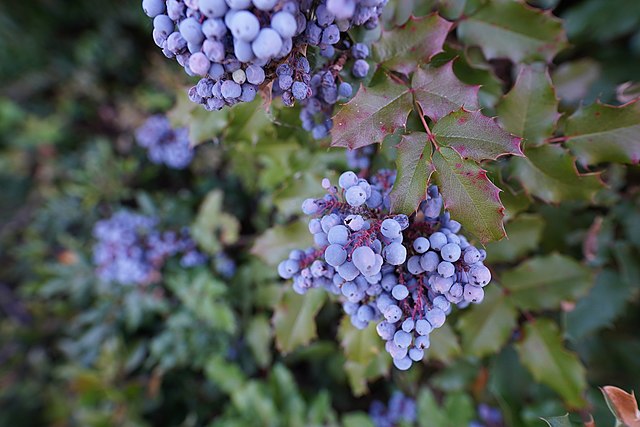 Blueberries: Credit, Wikimedia Commons The Zimbabwe blueberry export niche slowly lionizing China market