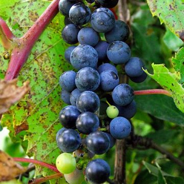 Agriculture in Michigan feels the tariff heat in Q1 2025