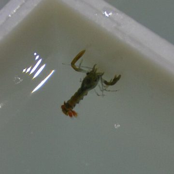 seed lobster